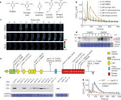 Image result for Peddiea fischeri