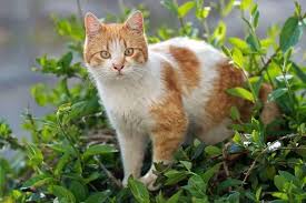 11 Plants That Are Toxic To Your Pet - Bc Spca