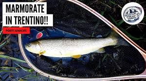 Purtroppo quelle autoctone europee, il cui habitat sono i torrenti di montagna con acque correnti, sono state. Ho Pescato Troppe Trote Fiume Sarca Youtube