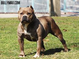 Free Pit Bull Wallpaper Downloads Free for commercial use no attribution required high quality images. free pit bull wallpaper downloads