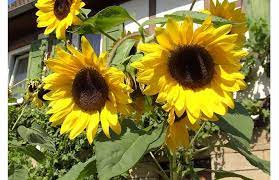 Lihat kumpulan chord gitar iwan fals lengkap disini. 20 Inspirasi Menggambar Bunga Matahari Dengan Pot Asiabateav