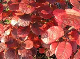 They are easy to grow, thriving on most soils that are not too dry. Baumschule Eggert Blutenstraucher Baumschulen Heckenpflanzen Roter Peruckenstrauch Cotinus Coggygria Royal Purple In Unserem Online Shop Gunstig Kaufen