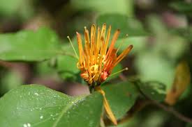 Image result for Englerina woodfordioides