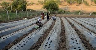 Bir ağaç başka bir yere nasıl taşınır ve dikilir. Aralik Ayinda Ne Ekilir