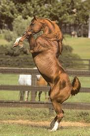 Rearing Arabian Horse With Images Horses Beautiful Horses Horse Photos