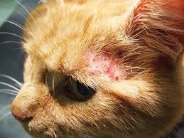 Image result for Feline Miliary Dermatitis
