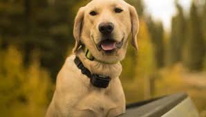 Labrador Retriever Archives Breeder Review