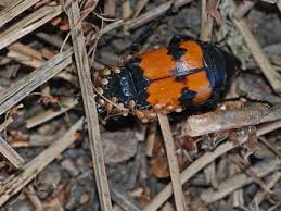 From the moment of birth and throughout our lives, humans share their bodies with a surprising variety of microscopic organisms. A Symbiotic Relationship Carrion Beetles And Mites Bandelier National Monument U S National Park Service
