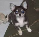 Chihuahua Mix Puppies For Sale - Chi Mix Puppies ...