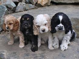 Black And White Cocker Spaniel Poodle Mix Cockers In All Colors Cocker Spaniel Puppies Spaniel Puppies Cute Dogs