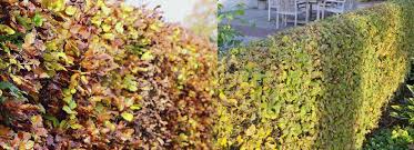 Image result for hornbeam hedge in winter