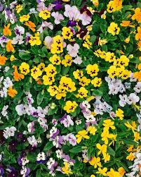 Edible flowers must be organically grown. Grow Guide Viola An Easy To Grow Beautiful Edible Flower Common Farms