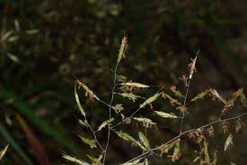 Image result for Capillipedium