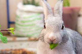 We did not find results for: What To Do With Your Pets When On Winter Vacation Bayut