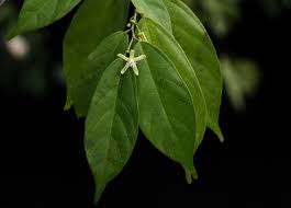 Image result for Leptonychia