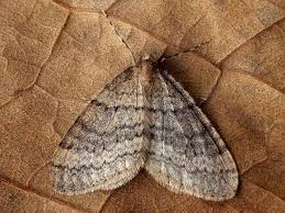 Image result for Operophtera fagata