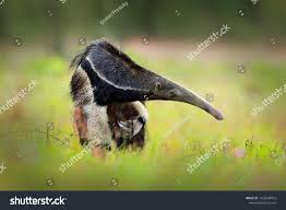 Anteater Cute Animal From Brazil Giant Anteater Myrmecophaga Tridactyla Animal With Long Tail Ane Long Nose Cute Animals Giant Anteater Anteater