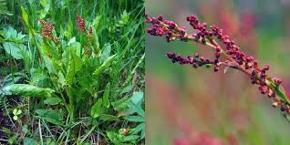 Oxalis versicolor (macris, trifoi) este o planta mica, dar cu un potential foarte mare. MÄƒcriÈ™ul Ierburi Uitate