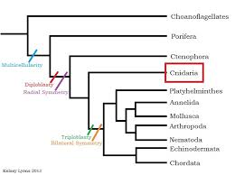 Classification Carukia Barnesi Irukandji Jellyfish