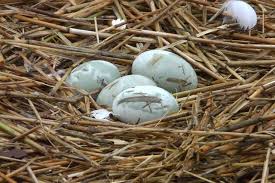 Bird Eggs For Sale Online Photo Gallery Of Wild Bird Nests And Eggs Wild Birds Wild Birds Unlimited Bird Eggs