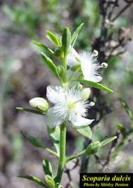 Image result for Scoparia