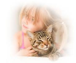 Bonacibo Light Kisirlastirilmis Yetiskin Kedi Mamasi Temizmama Com