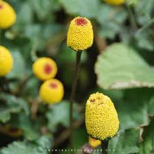 Image result for Spilanthes