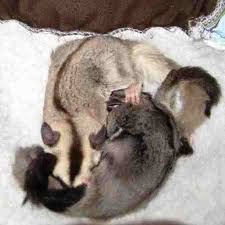 Bonding With Your Sugar Gliders Tropical Attititude Pets