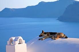 Or you can even look at the names of famous dogs! Greek Dog Names 90 Cultural Cool Ideas My Dog S Name