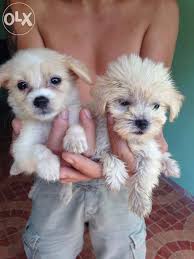 Puppy Puddle Terrier For Sale Philippines Find New And Used Siberian Husky Blue Eye Chow Chow Price In India In 2020 Puppies Chow Chow Puppy Siberian Husky Blue Eyes