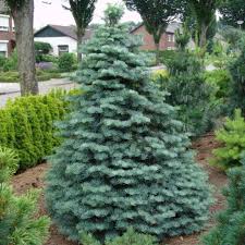 Te așteptăm la pepiniera brazi argintii toată luna iunie cu o ofertă de nerefuzat la peste 700 de varietăți. Brad Argintiu Pitic Gardenexpert Ro