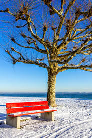 You may want to consider. Schweiz Arbon Bodensee Baum Und Bank Im Winter Stockfoto