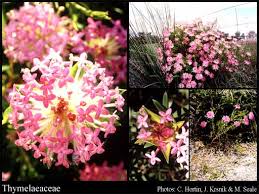 Image result for Synandrodaphne