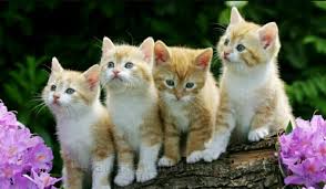 Ya kucing termahal didunia adalah kucing ashera dengan harga 37000 us dollar, kucing ini sekilas mirip dengan kucing savanah. Kucing Comel Di Malaysia Home Facebook