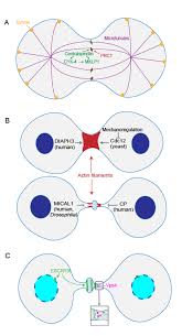 As the final step in cell division after mitosis , cytokinesis is a carefully orchestrated process that signals the start of a new cellular generation. Recent Advances In Cytokinesis Understanding The F1000research