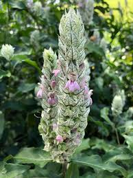 Image result for Justicia betonica