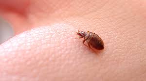 Enjoy reading our tips and i originally hired orkin for pest control due to my neighbors unsanitary living conditions. Bed Bug City Sudbury Ranked No 2 In Canada By Pest Control Company Sudbury News