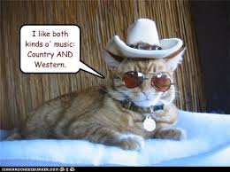 The cowboy hat is a basket type goody that can be purchased at the shop. I Can Has Cheezburger Cowboy Hat Funny Animals Online Cheezburger