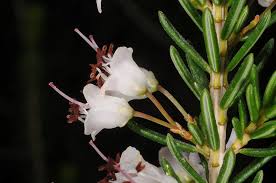 Image result for Erica wildii