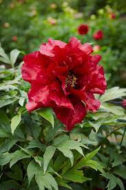 The deeper a tree peony is planted, the better. Types Of Peonies Tree Herbaceous Itoh Garden Design