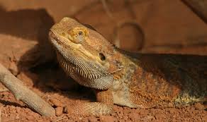 Top 10 facts about bearded dragons you didn't know. Central Bearded Dragon Wikiwand