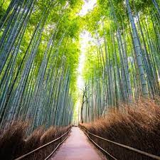 Untuk membuatnya perlu dibuat sketsa pemandangannya dulu supaya mudah. Apa Yang Terlintas Di Pikiran Kamu Kalo Dengar Hutan Bambu Biasanya Terkesan Tidak Terawat Dan Apa Yang Terlintas Di Pikiran Kamu Kalo Dengar Hutan Bambu Bia