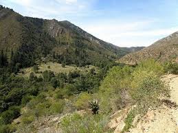 Image result for Diospyros dichrophylla