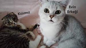 Dişi kedi en azından 2 ayda bir zorlar ama erkek kedi herzaman zorlar. Disi Kedi Mi Erkek Kedi Mi Almaliyim Hobi Medya
