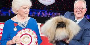 So, can dogs eat wasabi? How To Watch The Akc National Championship Dog Show Daily Paws