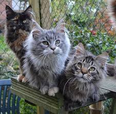 Buy and sell almost anything on gumtree classifieds. Maine Coon Kittens