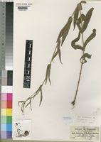 Image result for Guizotia scabra