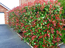 X fraseri (glabra x serrulata) :: Photinia Red Robin Discover Its Wonderful Colors Gardening On