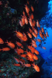 Nothing will be shipped to. Newsletter An Idiot S Guide To Building An Artificial Reef