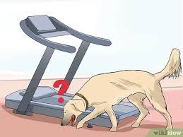 Turn on the treadmill using. How To Get A Dog To Use A Treadmill 10 Steps With Pictures